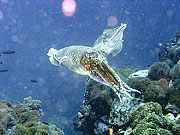 Picture 'Th1_0_2892 Cuttlefish, Thailand'